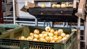 Vidalia Onion Committee Celebrates Latest Grower Award Winners