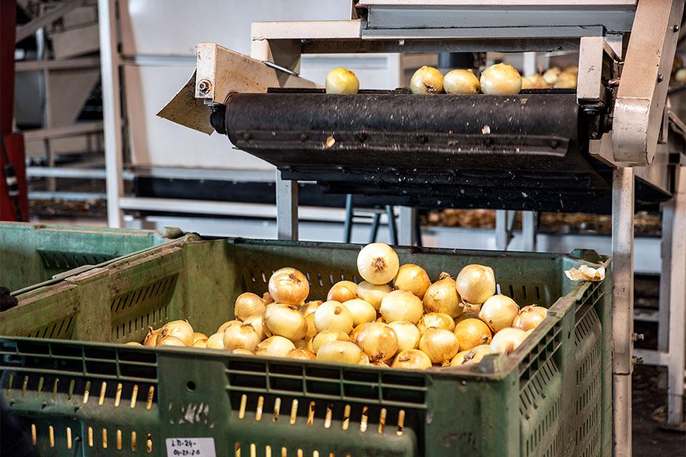 Vidalia Onion Committee Celebrates Latest Grower Award Winners