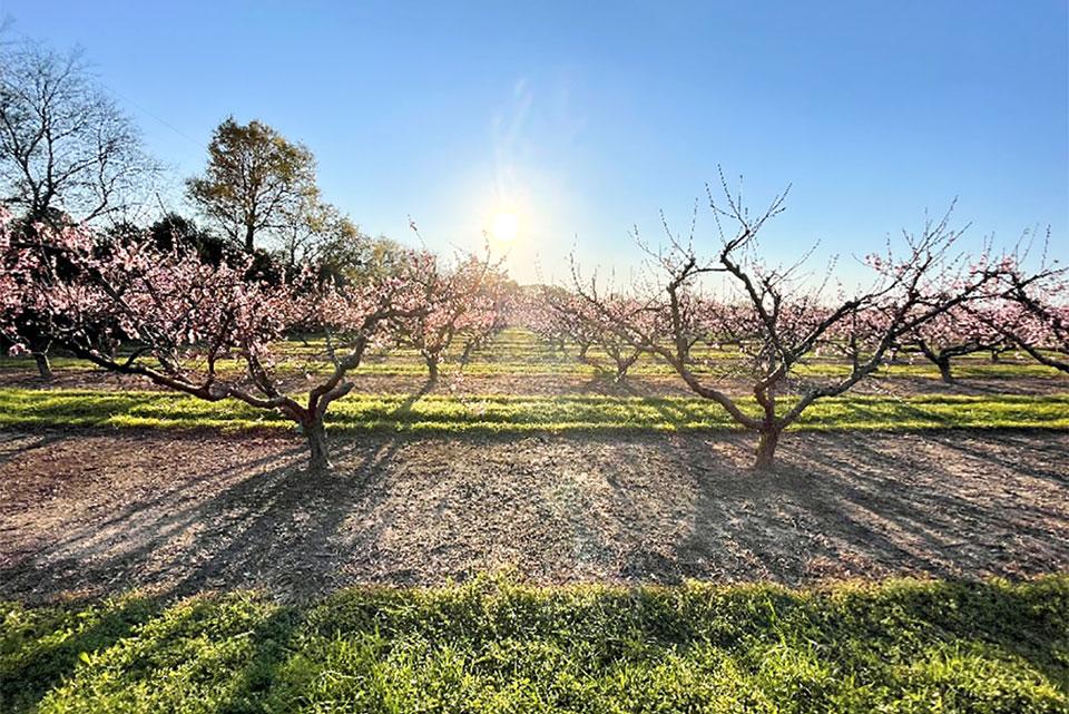 Delayed peach tree flowering in the orchard