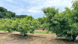 Just Peachy: Why Clean Plants Lead To More Productive Orchards