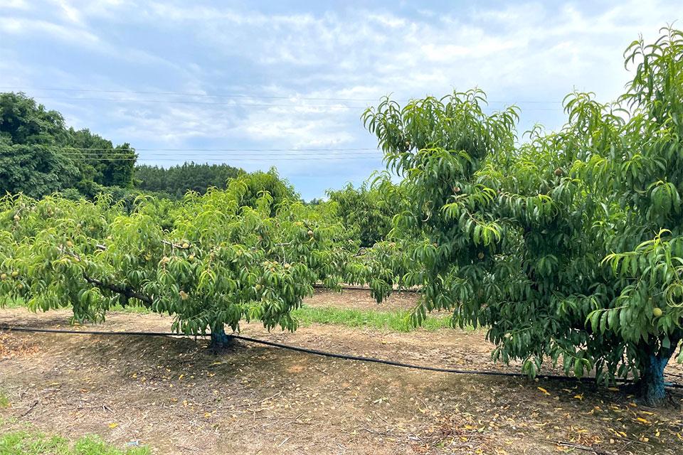 prune dwarf virus stunting peach trees
