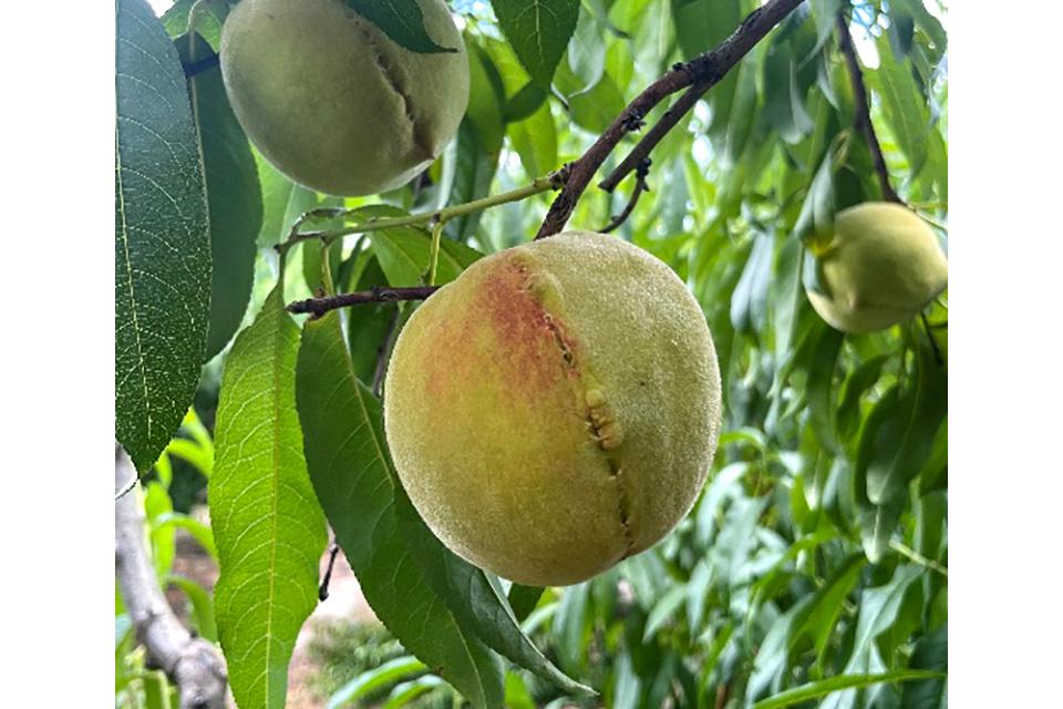 PLMVd fruit warts on peaches
