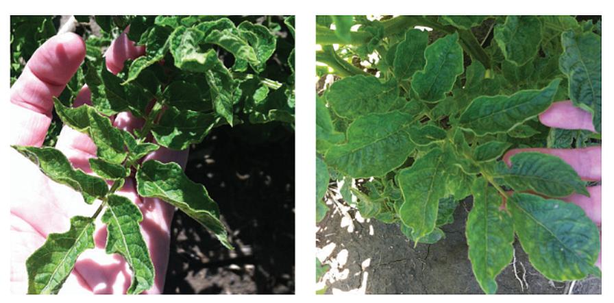 Alturas potato cultivar infected with different strains of PYV