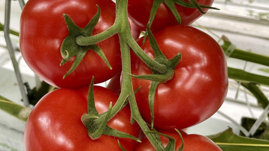 Unveiling 5 New Tomato Varieties With Resistance to ToBRFV