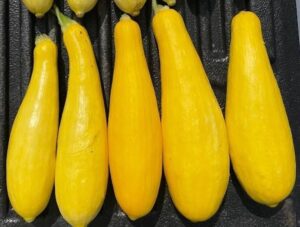 El Dorado (Earthwork Seeds, Gowan Seed Company)