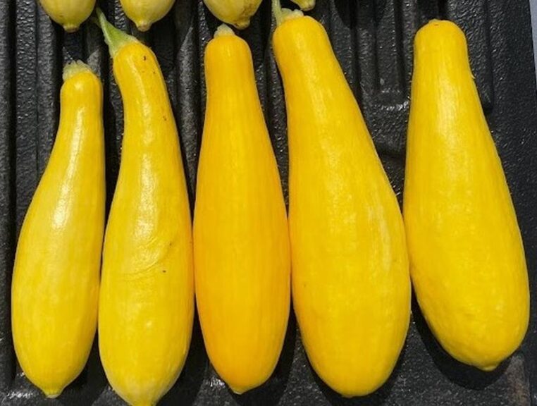 El Dorado (Earthwork Seeds, Gowan Seed Company)