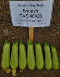 GVS 48420 VR F-1 Hybrid (Golden Valley Seed)