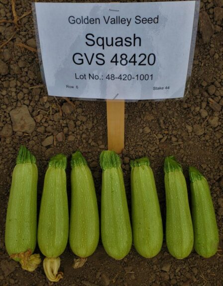 GVS 48420 VR F-1 Hybrid (Golden Valley Seed)