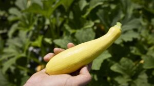 Latest Zucchini and Summer Squash Selections Ripe for Good Growth