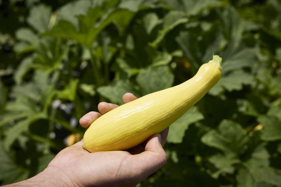 Latest Zucchini and Summer Squash Selections Ripe for Good Growth