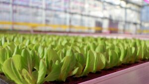 Taylor Farms Makes Deal for Largest Greenhouse Grower in Mid-Atlantic