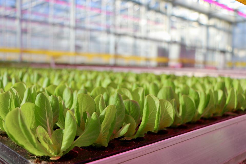 Taylor Farms Makes Deal for Largest Greenhouse Grower in Mid-Atlantic