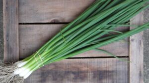 Green Banner (Seminis Vegetable Seeds | Osborne Quality Seeds)