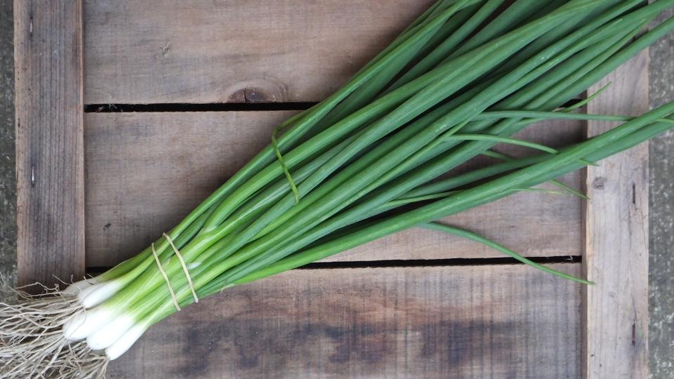 Green Banner (Seminis Vegetable Seeds | Osborne Quality Seeds)