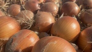Hatchet (Seminis Vegetable Seeds)