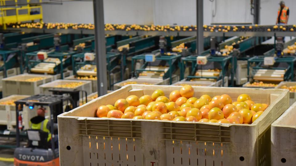 New Milestone for IMG Citrus With Sweet Sixty Packinghouse Facility