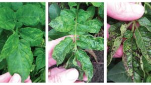 Can You Spot the Difference? Diagnostic Pitfalls in Potatoes