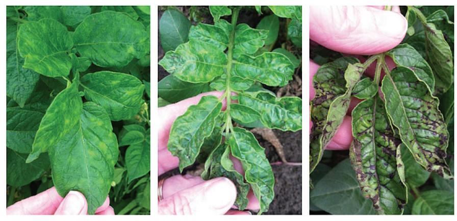 Three potato cultivars infected with o-strain of PYV