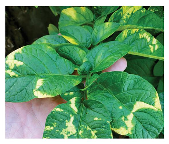 Potato mop top symptoms