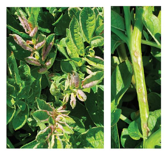 Potato purple top symptoms caused by Lygus bugs