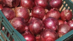 Red Sensation (Johnny's Selected Seeds)