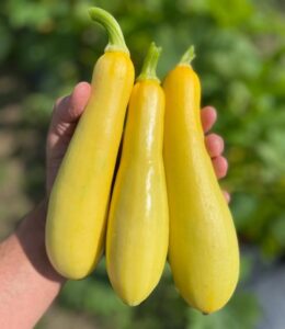 Smooth Wonder (Seneca Vegetable Research, Gowan Seed Company)