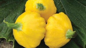 Sunburst (Syngenta Vegetable Seeds, Osborne Quality Seeds)