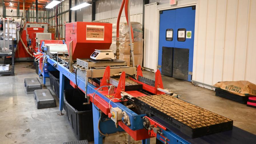 Urbinati seedling line at Tri-Hishtil