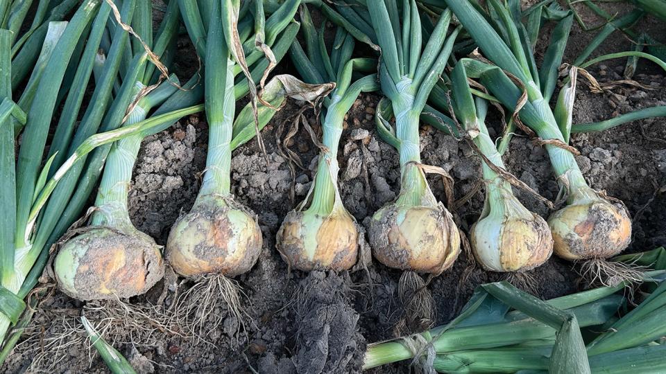 Vidora (Johnny's Selected Seeds)