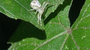 Vegetable Grower POV: Why I Love Farming With Nature