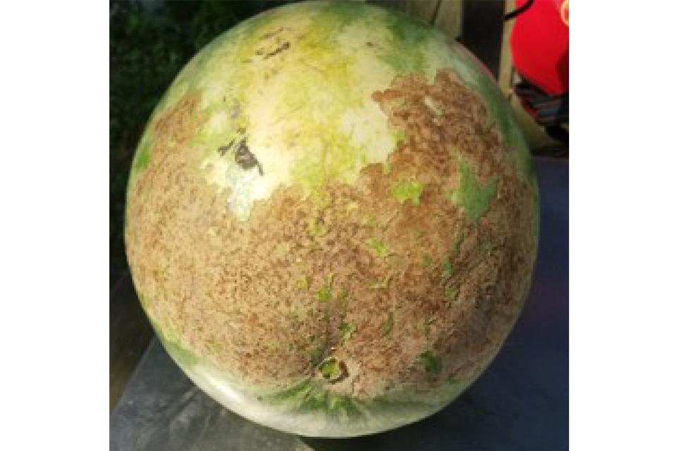 Cucumber beetle rind damage