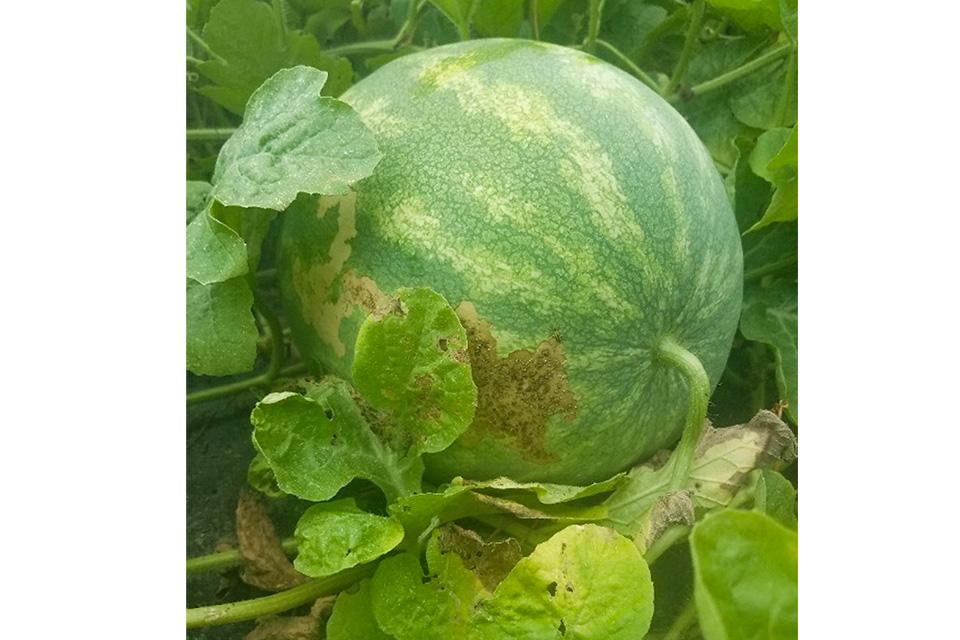 Melon with rindworm and beetle damage