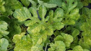 How To Manage Pest and Disease Threats in Cucurbits