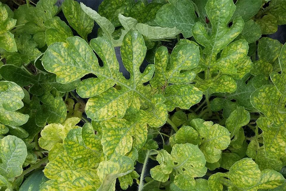 Mite stippling on cucurbit leaves