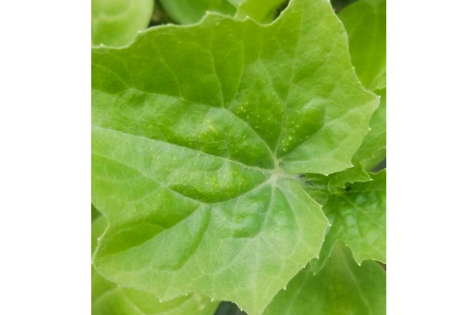 Mites on cucurbit transplants