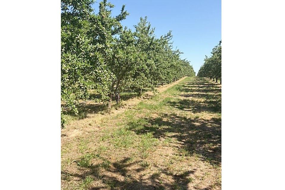 almond orchard pre-harvest at Gemperle Farms