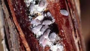 Pheromones at Heart of Anti-Love Connection for Grape Mealybugs