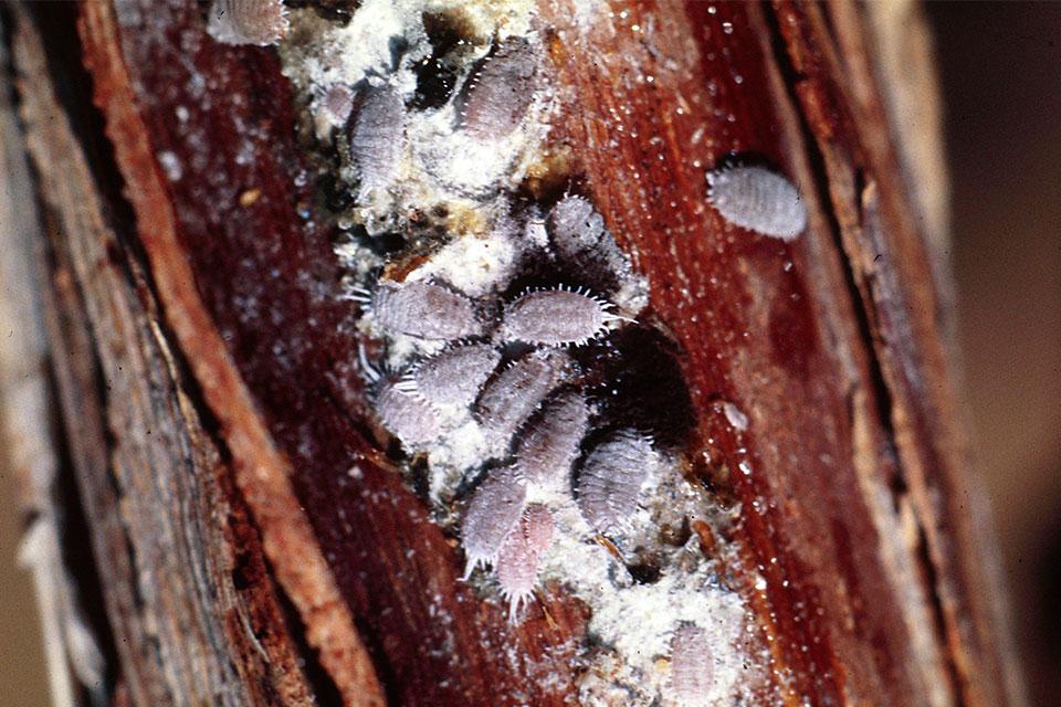 Pheromones at Heart of Anti-Love Connection for Grape Mealybugs