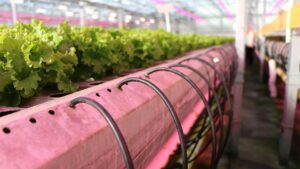 Where to Get Answers for Questions About Protected Crop Production