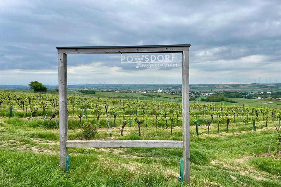 Austrian vineyard