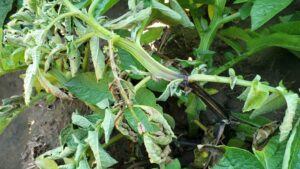 What Potato Growers Need To Know About Bacterial Blackleg