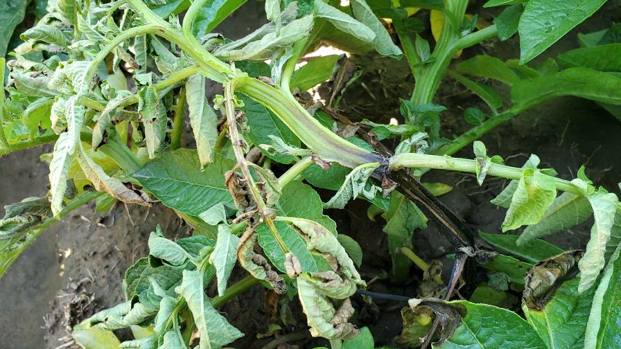 What Potato Growers Need To Know About Bacterial Blackleg