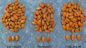 The New ‘Parpareil’ Almond Cultivar Is Here