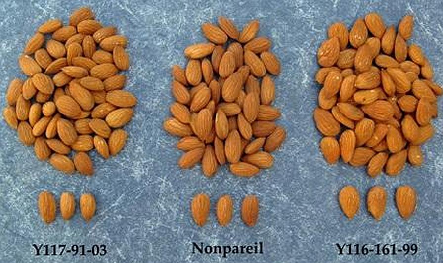 The New ‘Parpareil’ Almond Cultivar Is Here