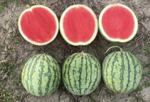 Sarabi (Hazera Seeds USA, Inc.)