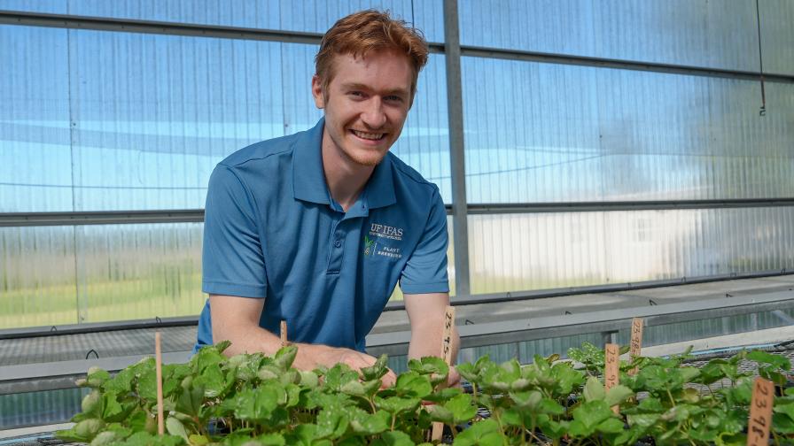 Why Scientists Put 5,000 Strawberries to the Taste Test