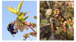 Grow Bigger Berries Through Better Pollination