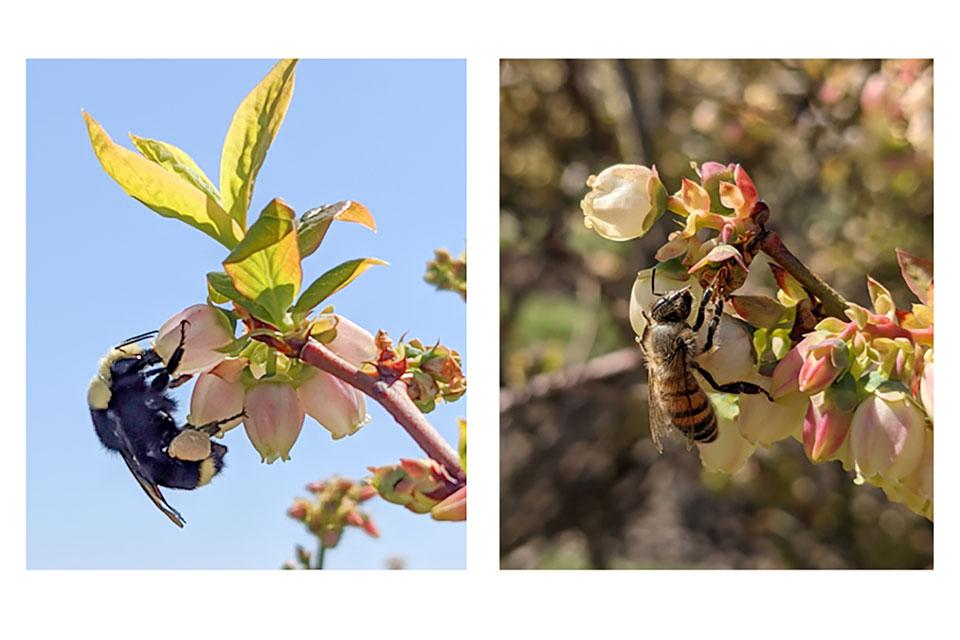 Grow Bigger Berries Through Better Pollination