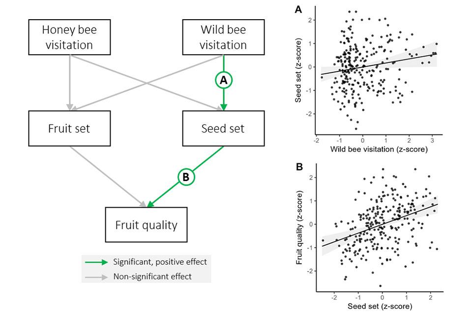 honeybee vs. wild bee pollination chart