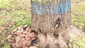 Pointers To Prevent Oak Root Fungus in Almond Orchards
